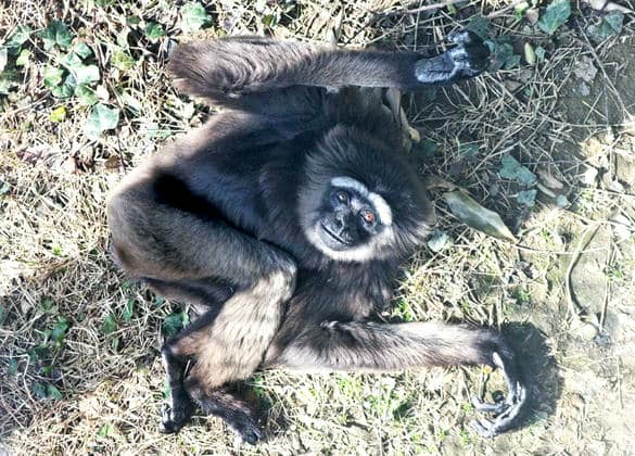 動物図鑑・アジルテナガザル